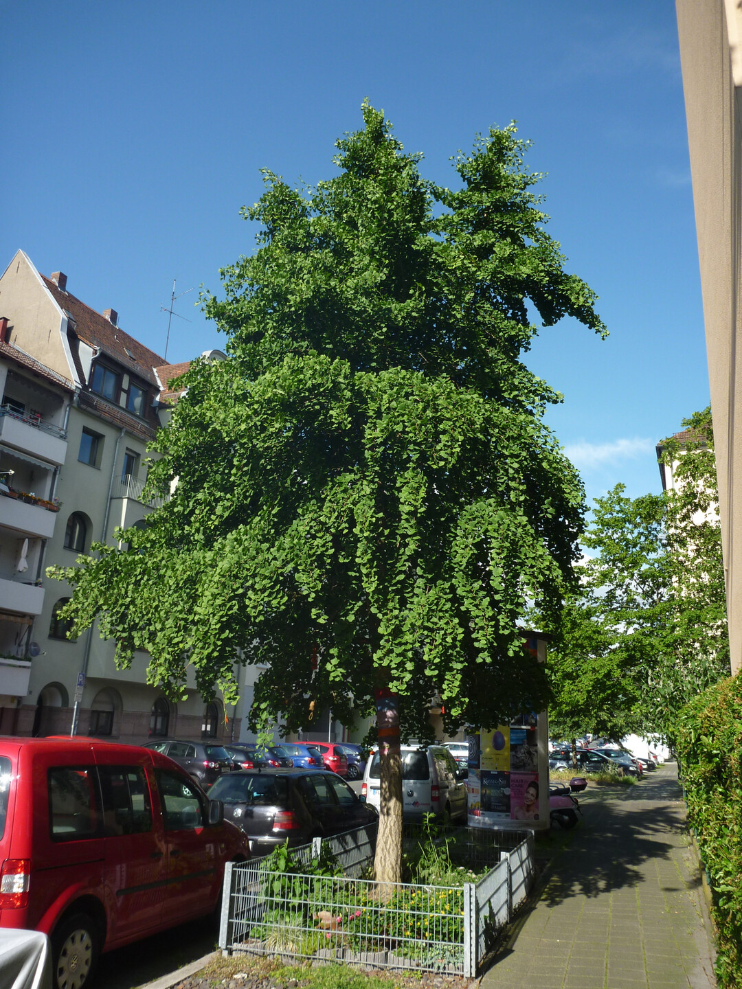 Bume im Stadtgebiet Wrzburg