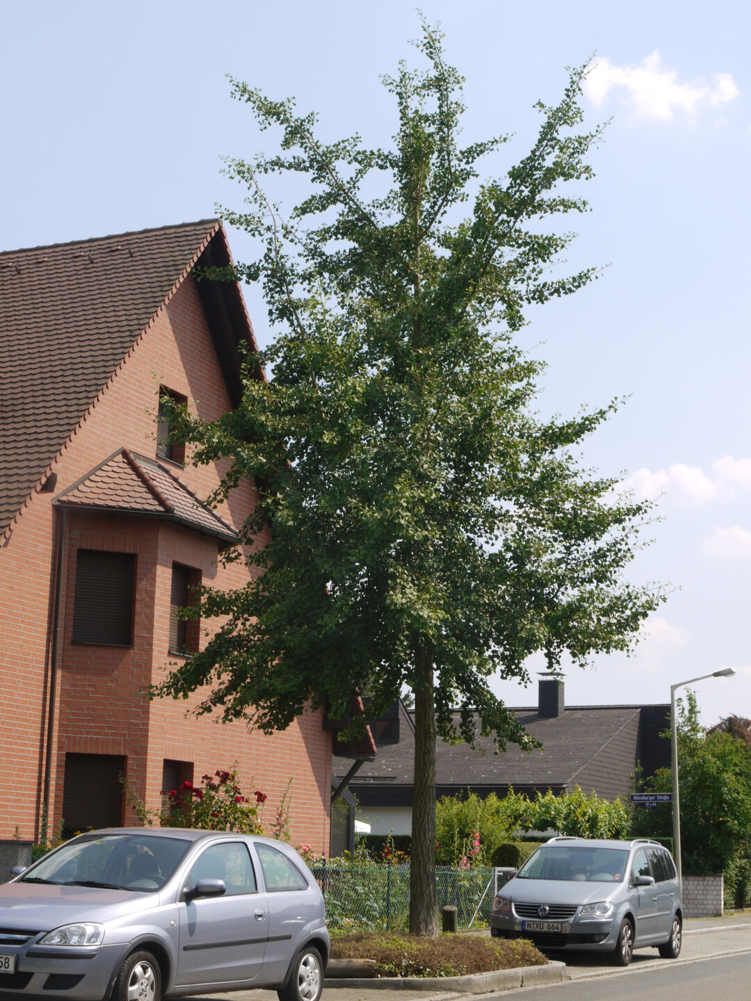 Bume im Stadtgebiet Wrzburg