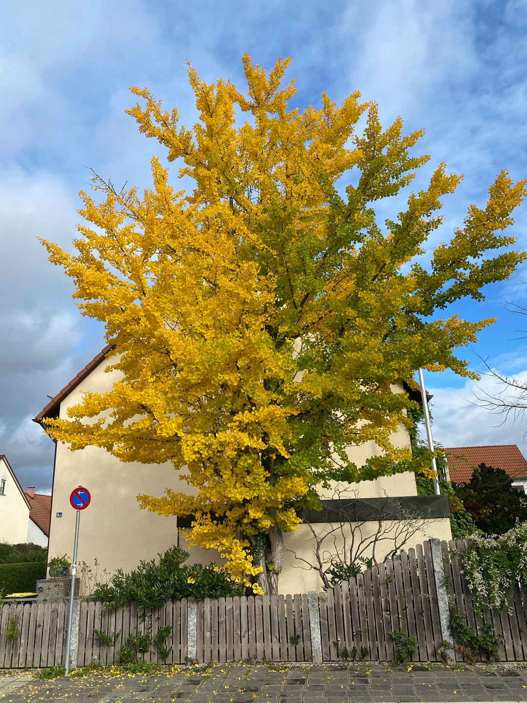 Bume im Stadtgebiet Wrzburg