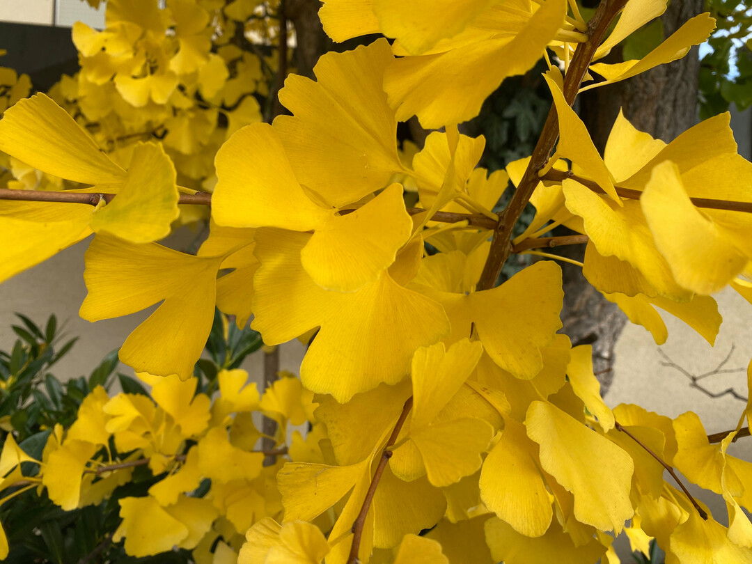 Herbstfrbung