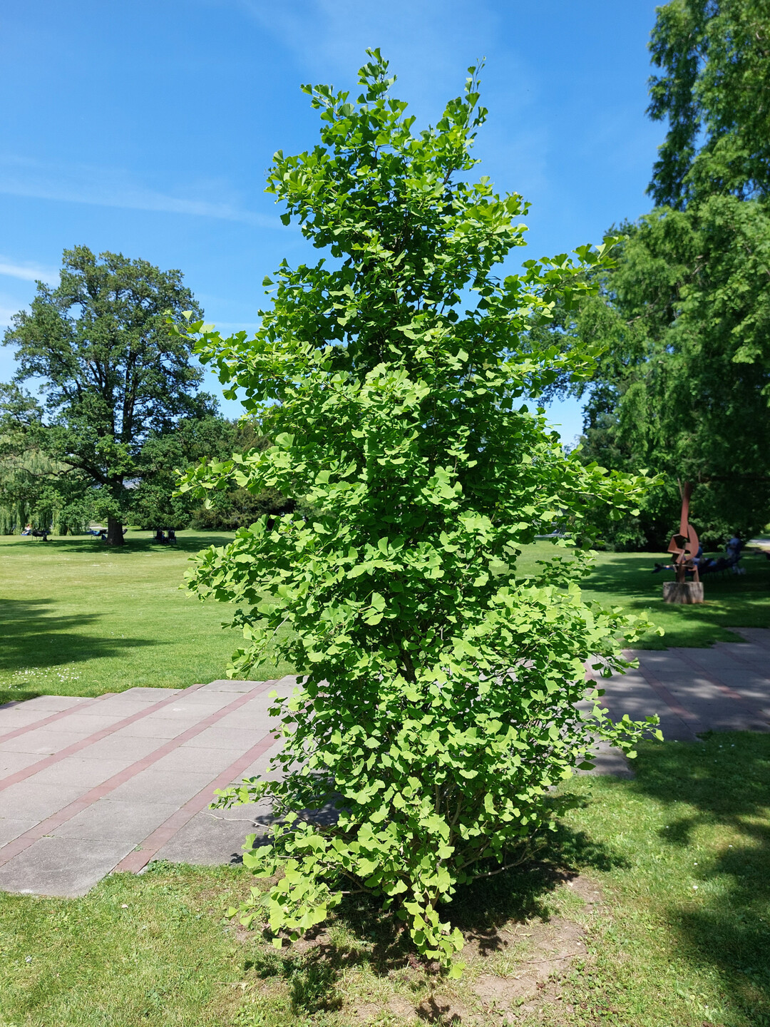 Ginkgo biloba "Fastigiata Blagon"