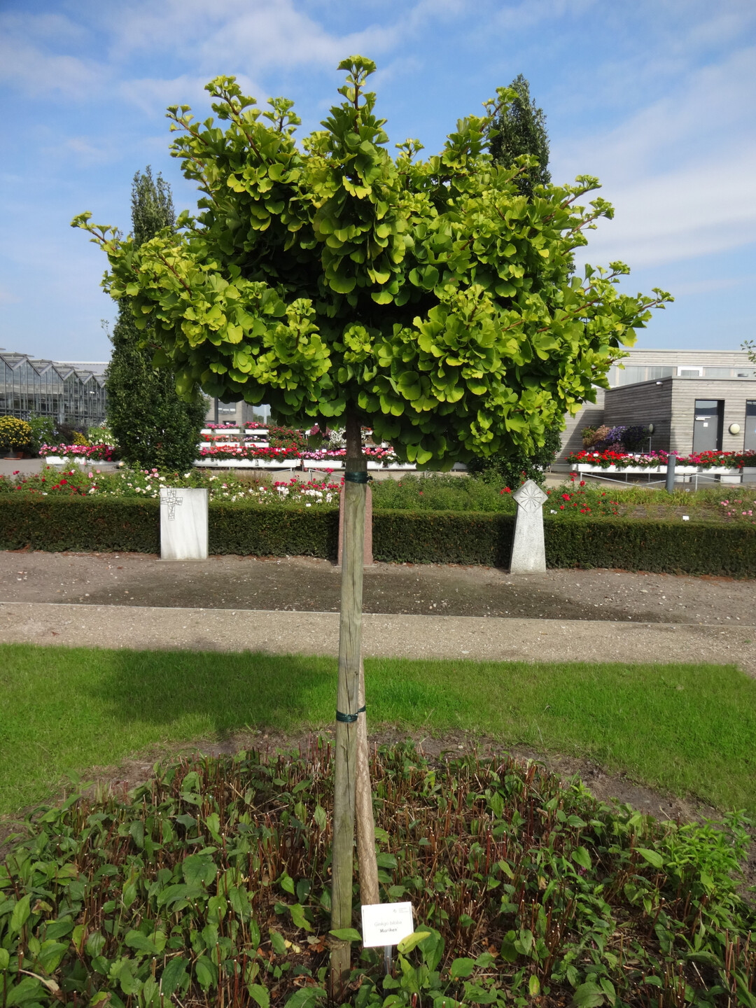 Die Zwergsorte "Mariken" auf Hochstamm veredelt als kleinkroniger Hausbaum