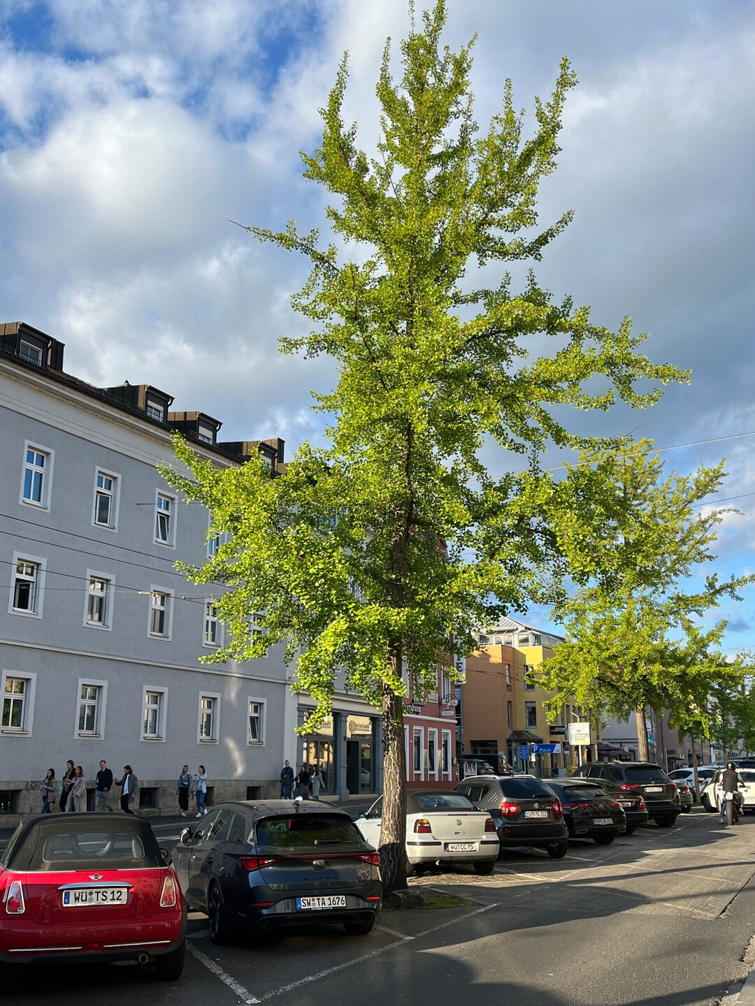 Baum im Stadtgebiet Wrzburg