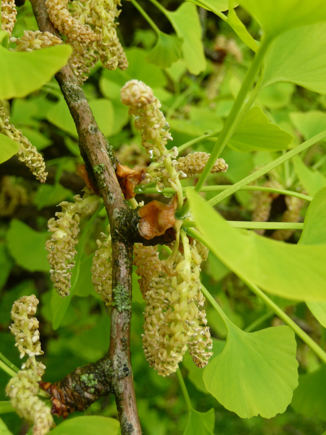 Blte von Ginkgo biloba