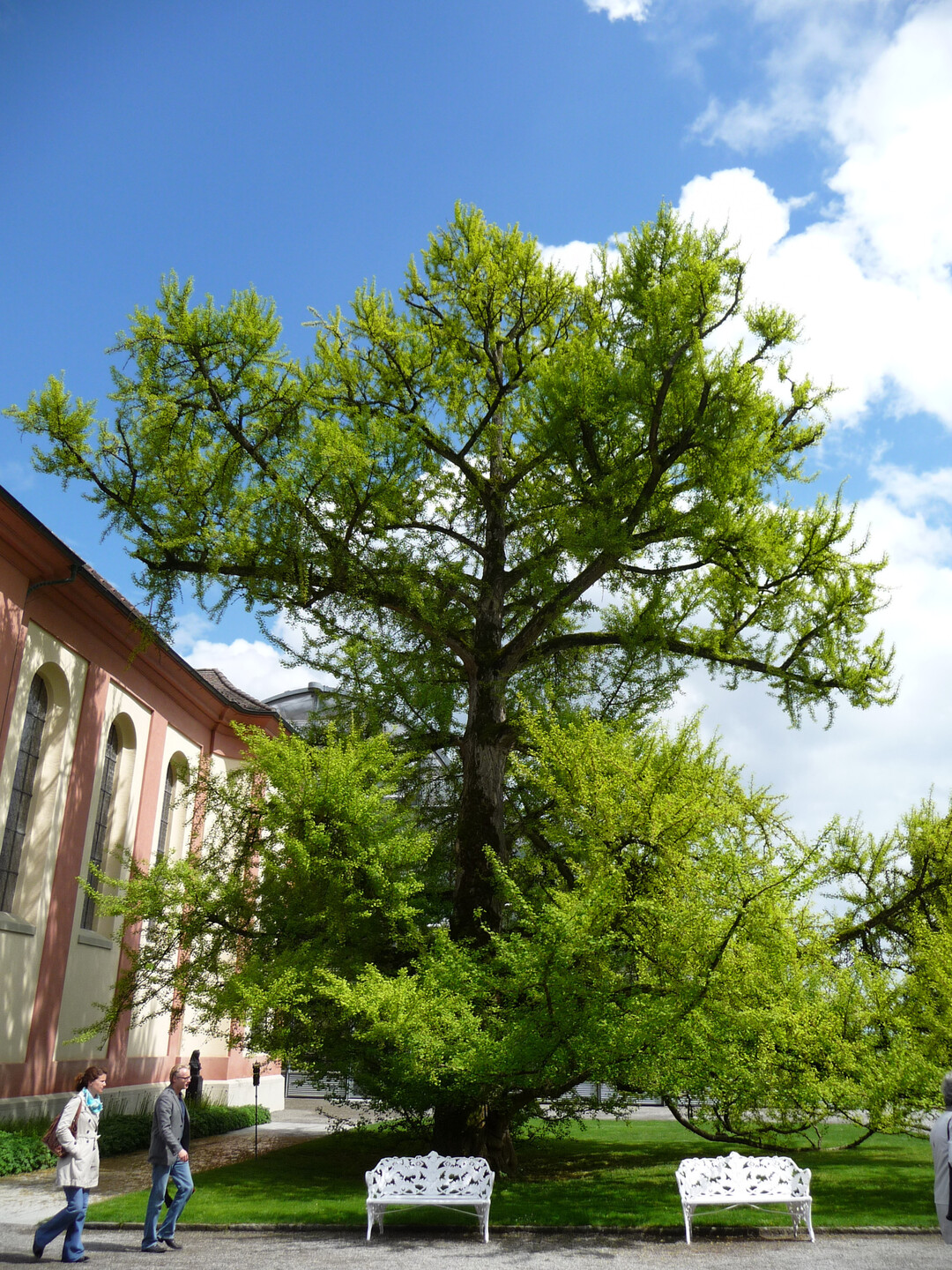 Habitus eines sehr alten Ginkgos