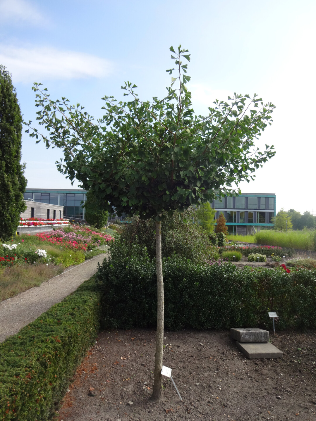 Ginkgo biloba "Horizontalis": Auf Hochstamm veredelt als kleinkroniger Hausbaum  im Gegensatz zur Sorte "Pendula" mit berhngenden sten stehen die ste hier horizontal bis etwas aufstrebend.