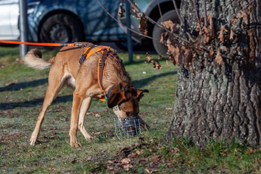 Der Pathogensprhund Ip bei der Arbeit an einer stdtischen Linde
