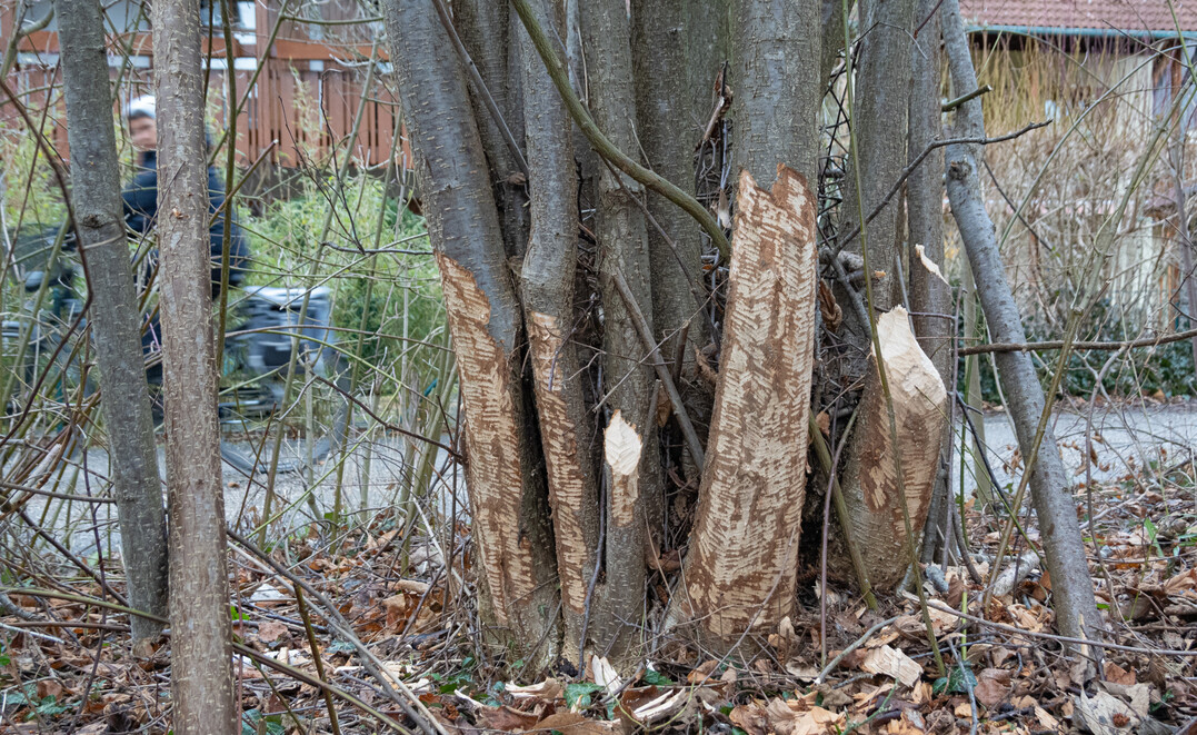 Der charakteristische Fra mit den am Boden liegenden Spnen bis hin zu Fllungen einzelner ste oder ganzer Bume sind sichere Merkmale, die auf einen Biber als Verursacher hindeuten. Weiden und Pappeln gehren dabei ber den Winter zu den favorisierten Pflanzenarten.