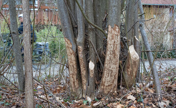 Der charakteristische Fra mit den am Boden liegenden Spnen bis hin zu Fllungen einzelner ste oder ganzer Bume sind sichere Merkmale, die auf einen Biber als Verursacher hindeuten. Weiden und Pappeln gehren dabei ber den Winter zu den favorisierten Pflanzenarten.