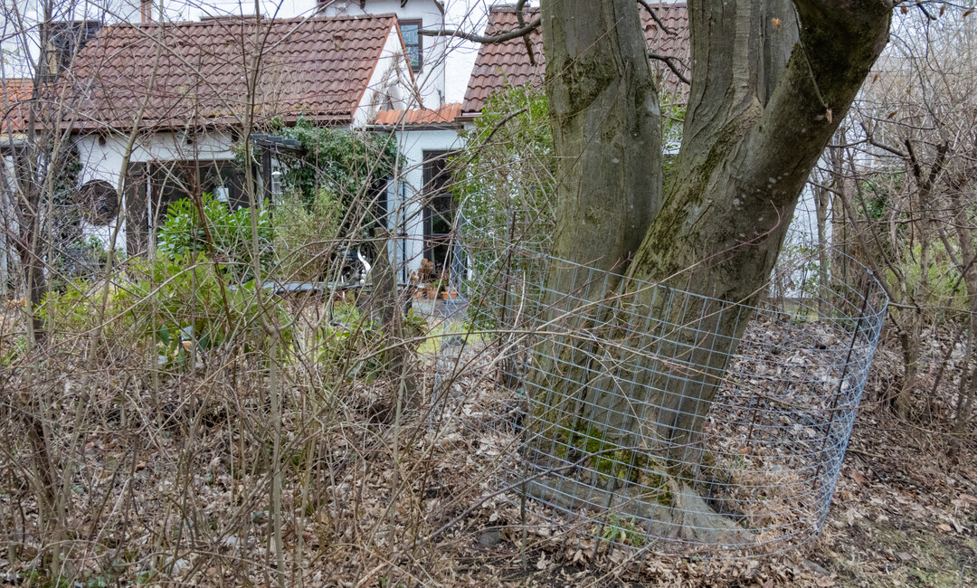 Ein frhzeitig angebrachtes Drahtgitter liefert einen guten Schutz gegenber den Fraschden des Bibers  was auch innerhalb von Wohngebieten rasch umsetzbar ist.