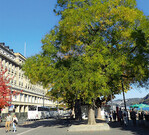 Japanischer Schnurbaum und Blüte im Innenstadtbereich
