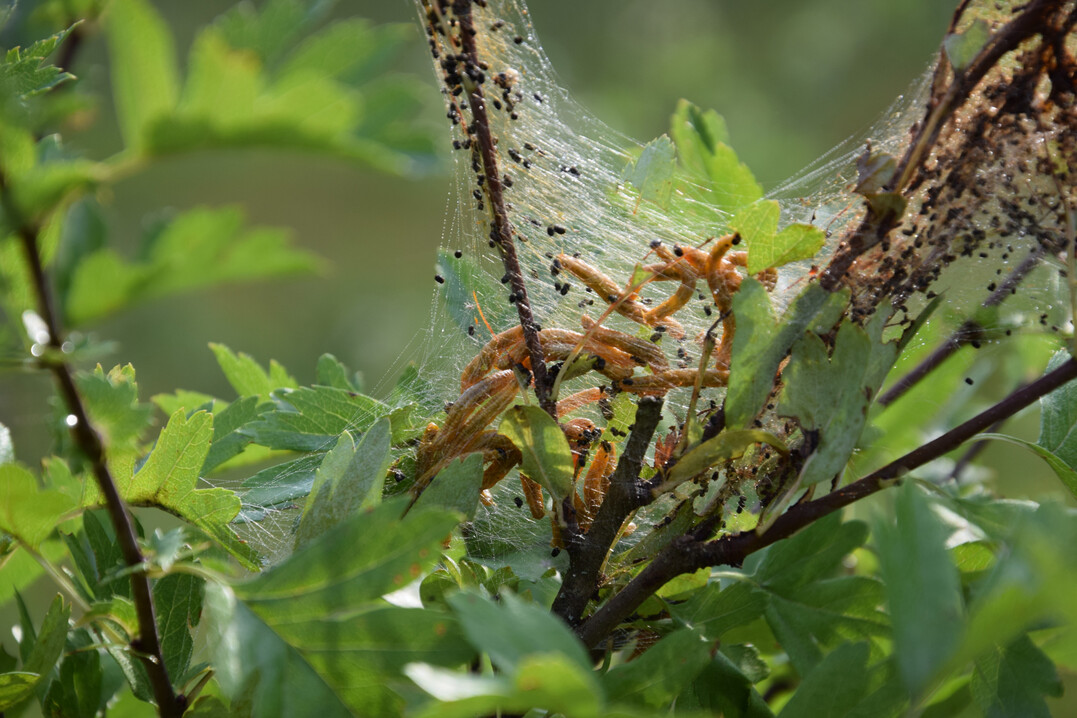 Gelbe Birnen-Gespinstblattwespe (
<i>Neurotoma saltuum</i>
) an Weidorn (
<i>Crataegus</i>
)