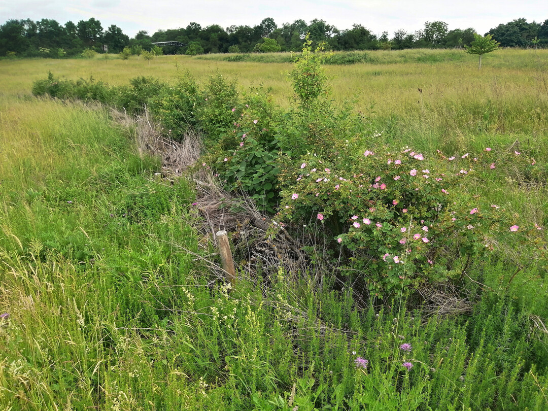 Modifizierte Benjeshecke mit blhender Wein-Rose (Rosa rubiginosa) in einer Wrzburger Grnanlage nach drei Jahren