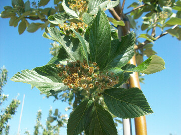 Sorbus aria "Magnifica" im Detail