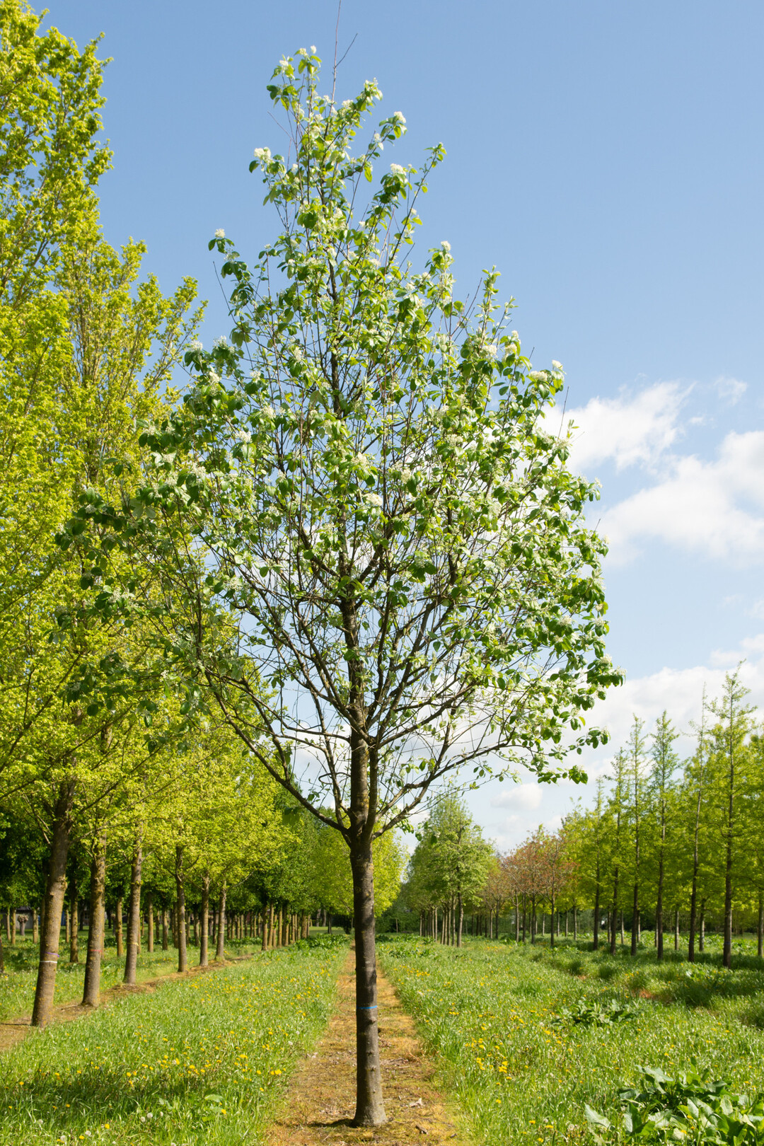 Sorbus aria "Gigantea" 5060 cm