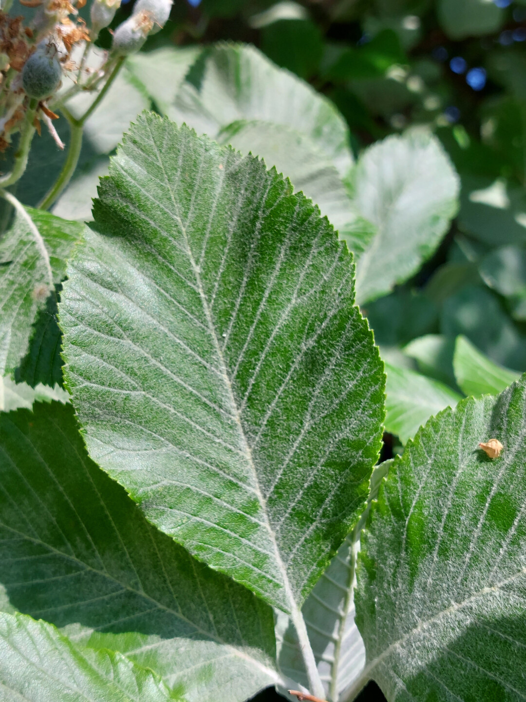 Sorbus aria  Blattoberseite