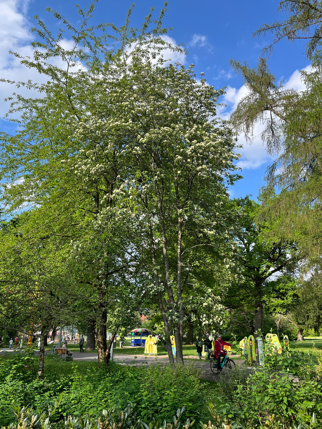 Sorbus aria in Nrnberg