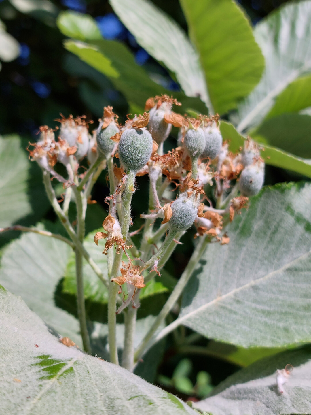 Sorbus aria  Frchte
