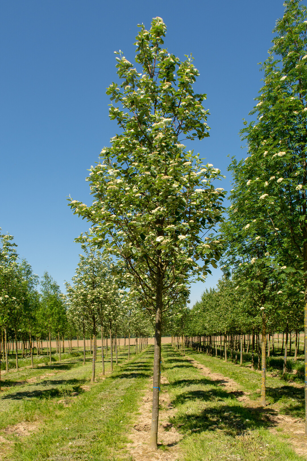 Ebben_Sorbus aria "Magnifica" 2530 cm