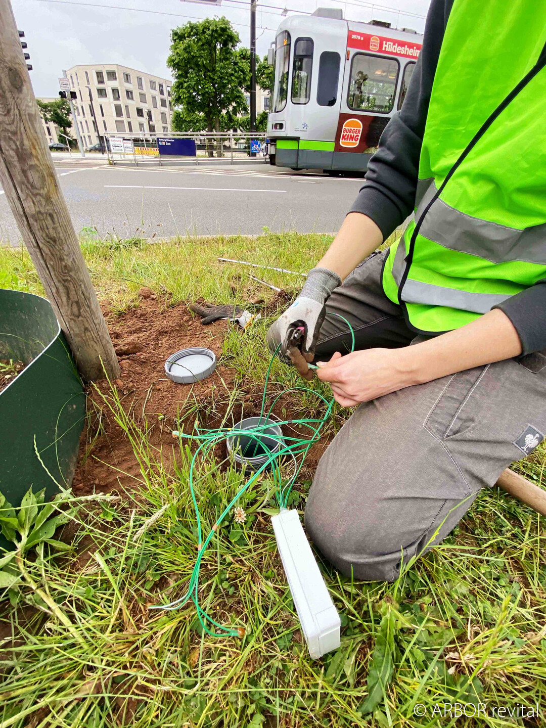 Sind die Wurzeln des Jungbaums aus dem Ballen herausgewachsen, messen die Sensoren auf drei Hhenprofilen das verfgbare Wasser.