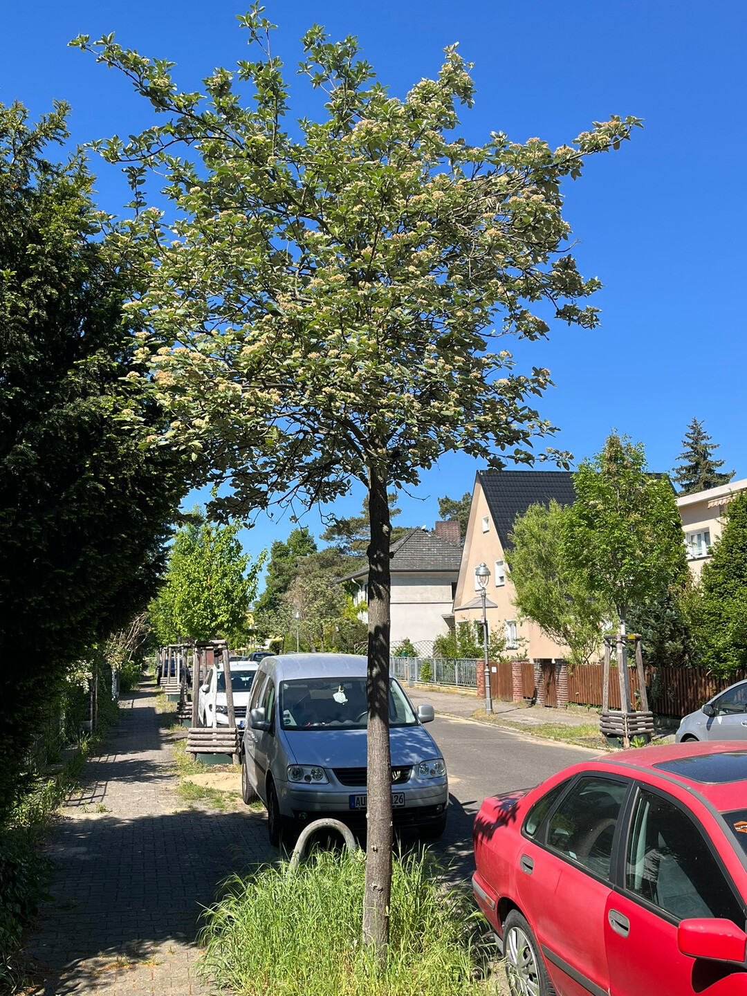 Sorbus aria in Berlin
