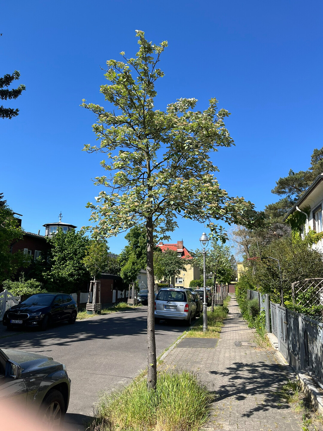 Sorbus aria in Berlin