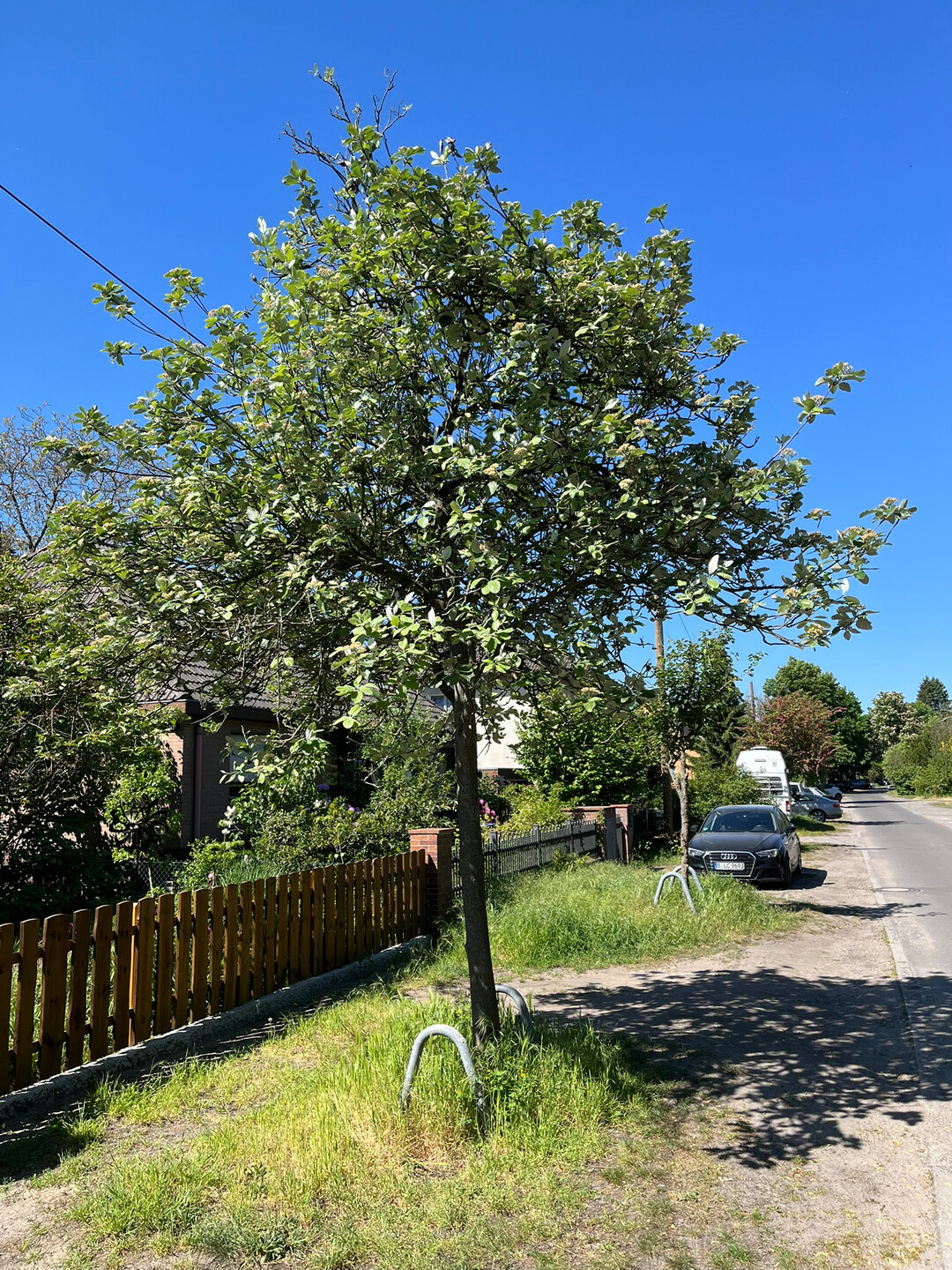Sorbus aria in Berlin