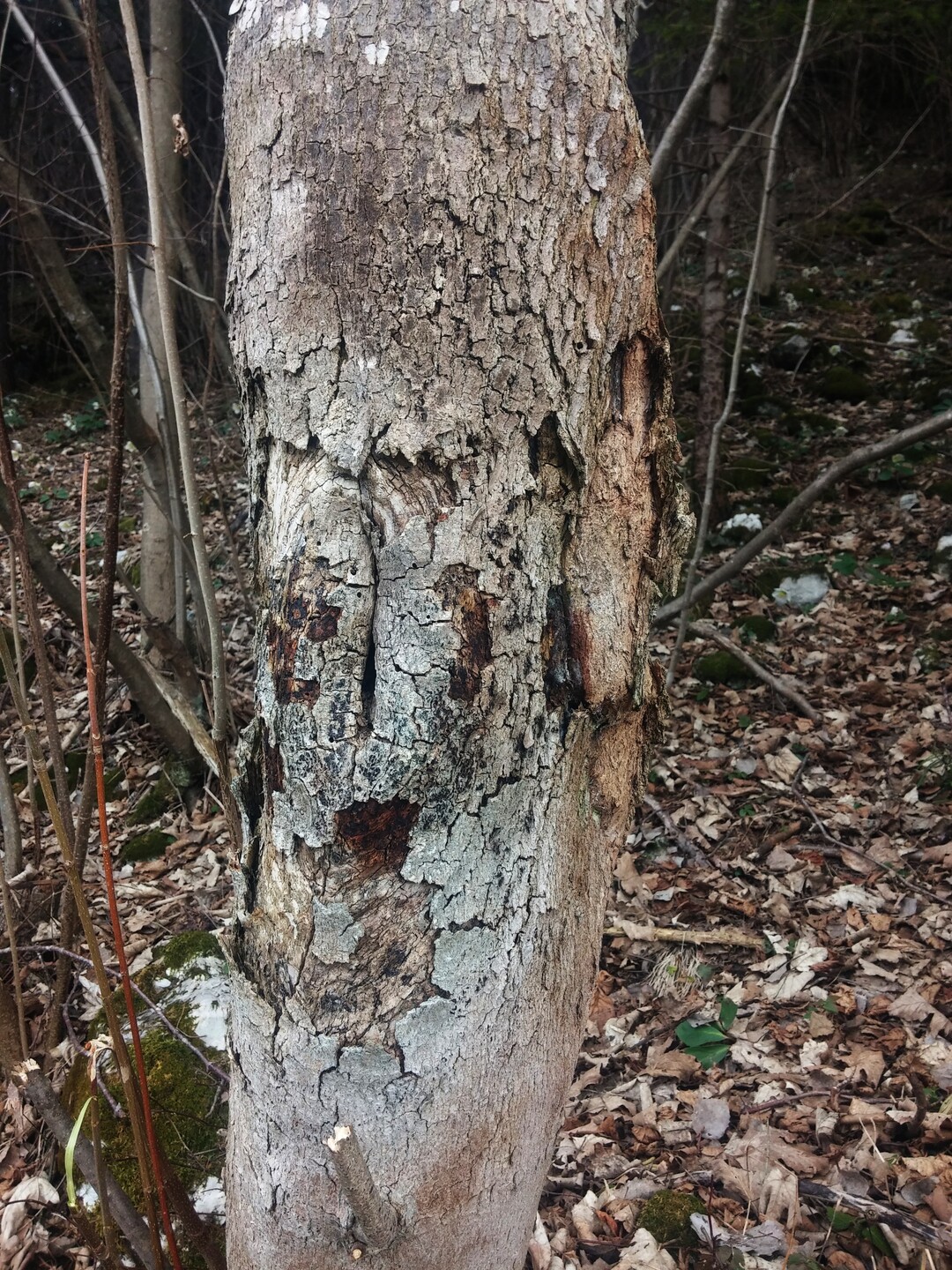 Erscheinungsbild des Stammkrebses Eutypella parasitica