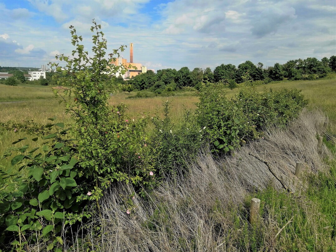 Modifizierte Benjeshecke mit blhenden Wildrosen und Saumstreifen in einer Wrzburger Grnanlage nach drei Jahren