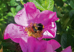 Kohl-Rose (Rosa centifolia) mit Wiesen-Hummel im Botanischen Garten Würzburg