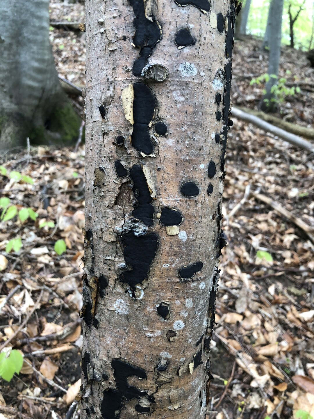 Biscogniauxianummularia