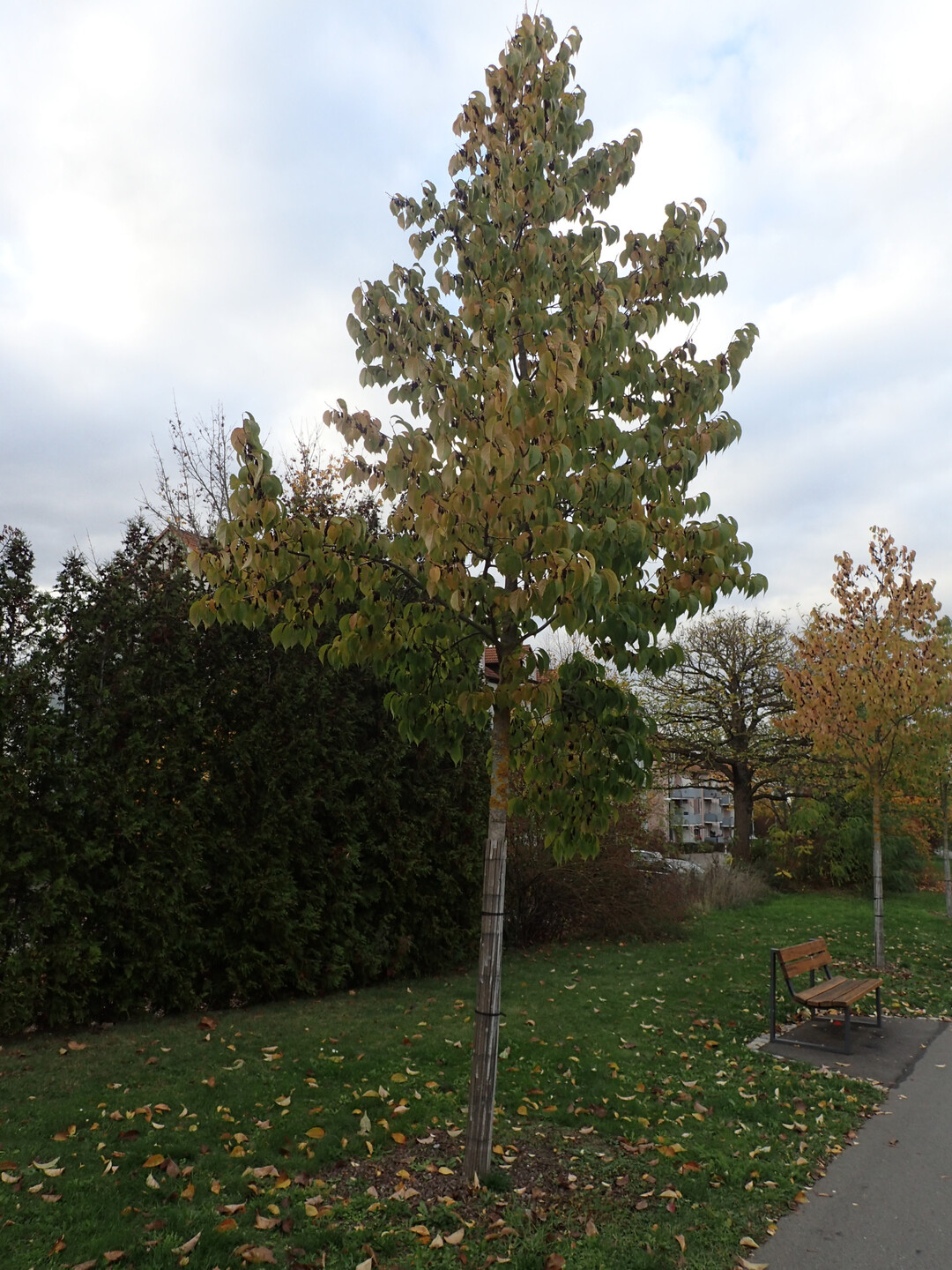Eucommia ulmoides, Herbstfrbung, Stadtgrn 2021+, Wrzburg