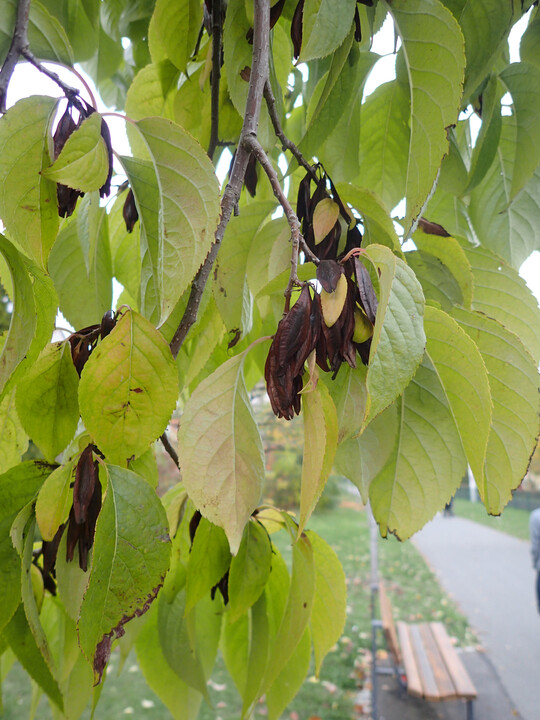 <i>Eucommia </i>
ulmoides, Frchte