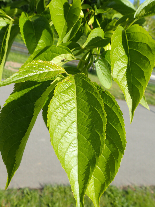 <i>Eucommia</i>
 
<i>ulmoides</i>
, Bltter