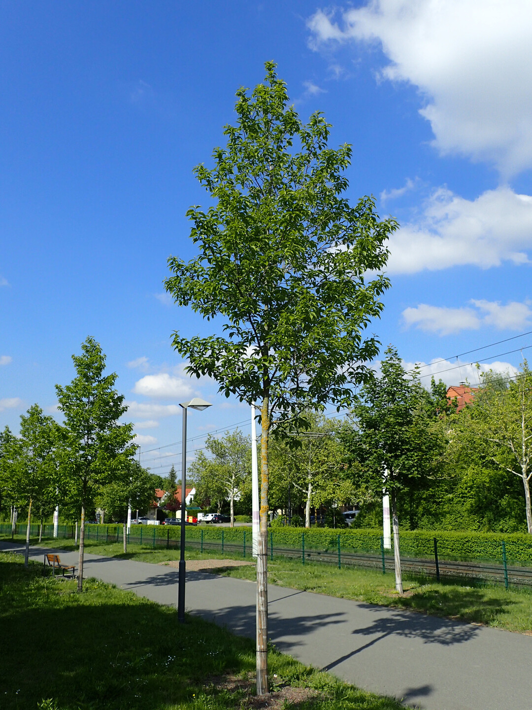 Eucommia ulmoides, Stadtgrn 2021+, Wrzburg, 2019