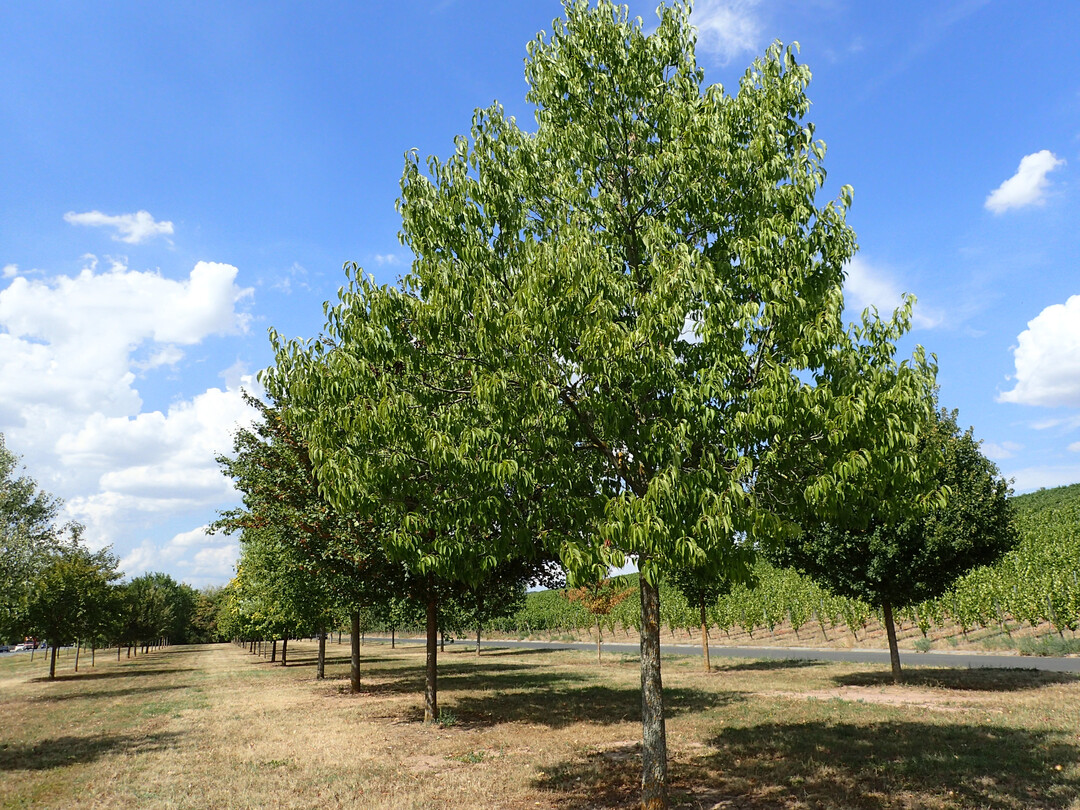 <i>Eucommia ulmoides</i>
, Habitus