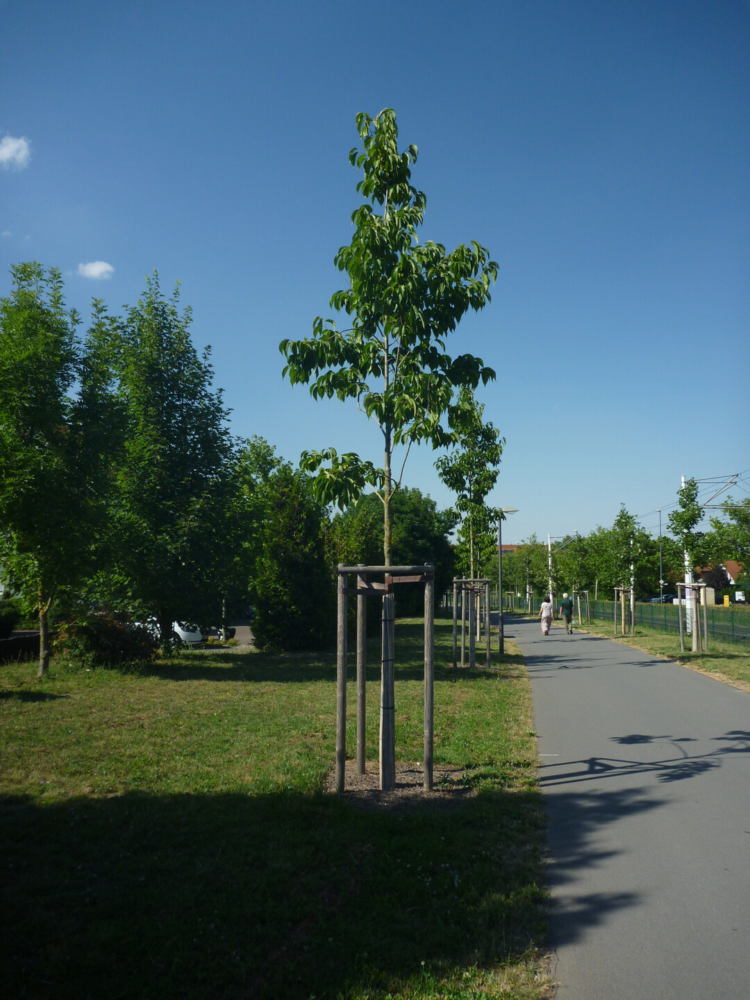 Eucommia ulmoides, Stadtgrn 2021+, Wrzburg, 2016