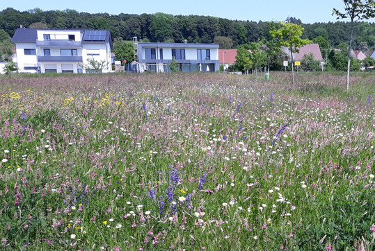Stdtische Blumenwiese