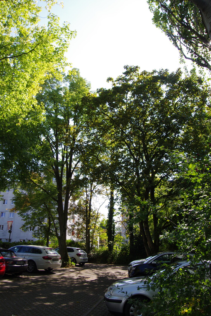 Stadtbaumkonzept TreeCool: Bume tragen in Hitzephasen effektiv dazu bei, urbane Rume zu khlen.