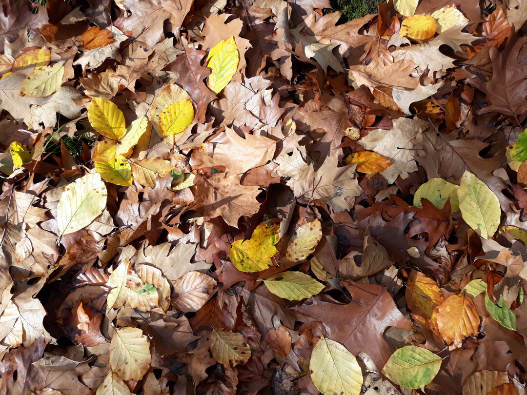Herbstlaub ist ein wertvoller Rohstoff fürs Düngen und Heizen.