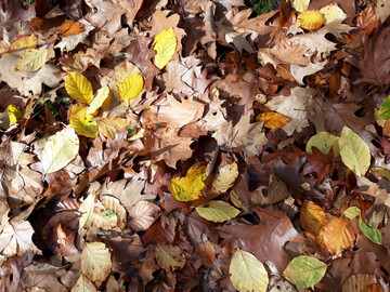 Herbstlaub ist ein wertvoller Rohstoff frs Dngen und Heizen.