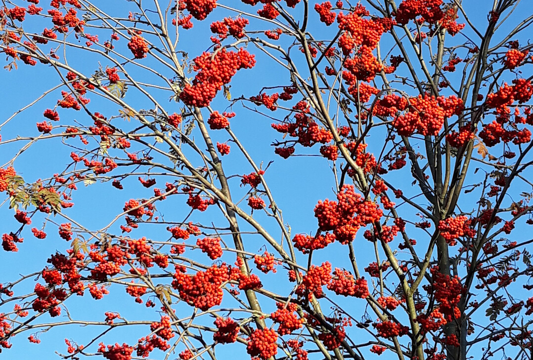 Eberesche im Herbst