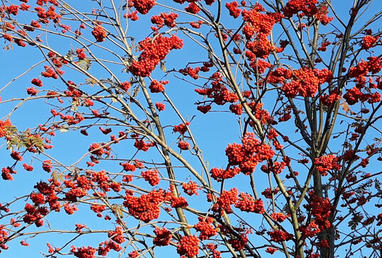 Eberesche im Herbst