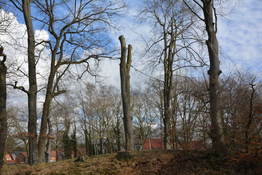 Diese Buche war abgngig, soll aber zunchst als Habitatbaum erhalten werden. Sie bekommt wie ihre Nachbarn eine Sicherung aus Seilen.