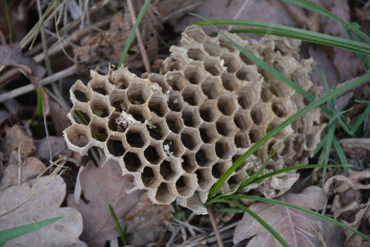 Reste eines Hornissennestes am Stammfuß eines Habitatbaums: Die Insekten fühlen sich im Baum wohl, ein Specht scheint das Nest aber für sich entdeckt zu haben.