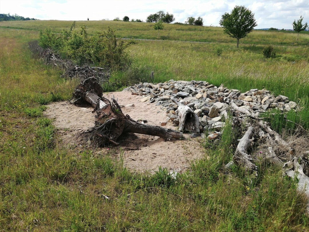 Totholz-Lesestein-Riegel und offene Bodenstellen mit sandigen Bereichen (Sandlinsen) als ergnzende Biotopelemente neben einer modifizierten Benjeshecke in einer Wrzburger Grnanlage nach drei Jahren