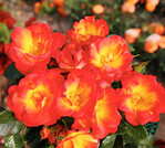 ‘Summer of Love’ (Züchter Kordes)