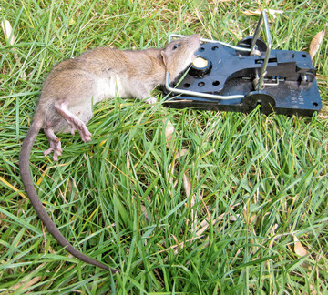 Wanderratten sind nicht leicht in Schlagfallen zu fangen. Vielfach hat der Fallenfang nur bei Jungtieren Erfolg. Schlagbgeltreffer im Kopf- und Nackenbereich fhren bei ausreichender Klemmkraft zur schnellen Bewusstlosigkeit der Tiere.