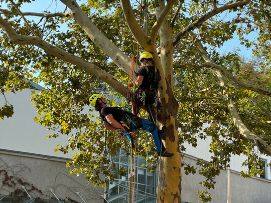 Bernhard Schütte und Gregor Hansch bei der Vorführung im Baum