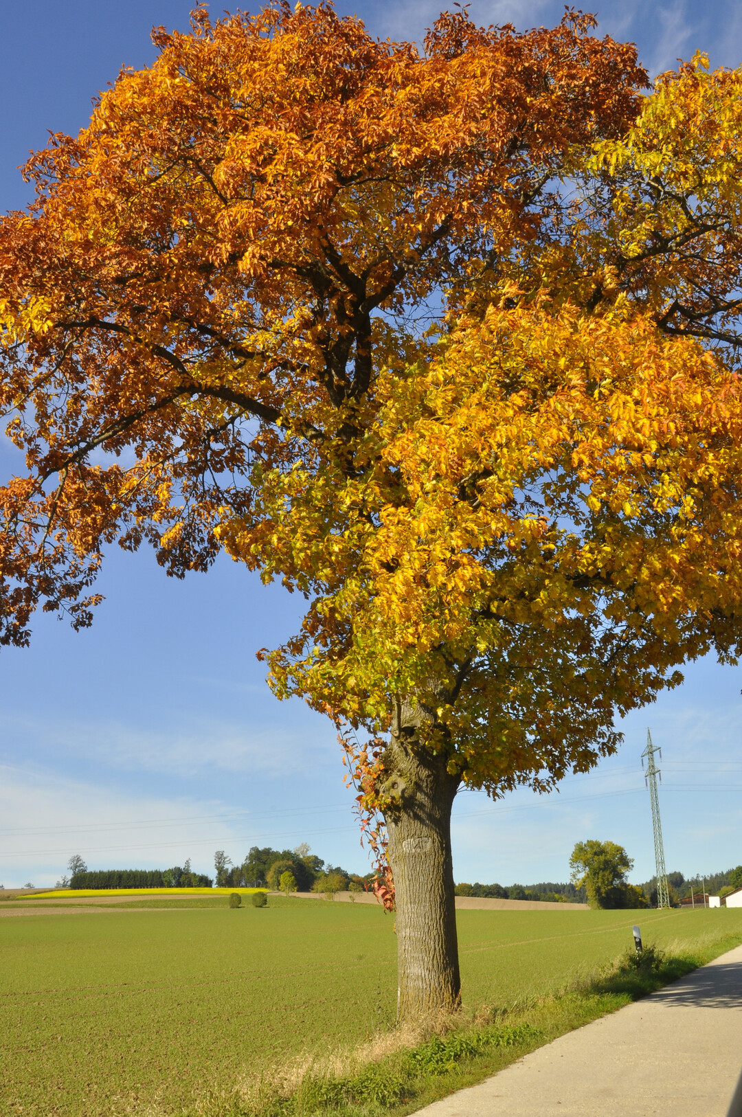Alleebaum in Herbsttracht.